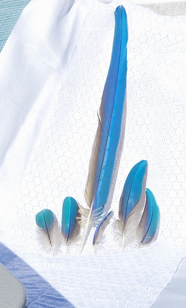 Blue and Gold Macaw Feather