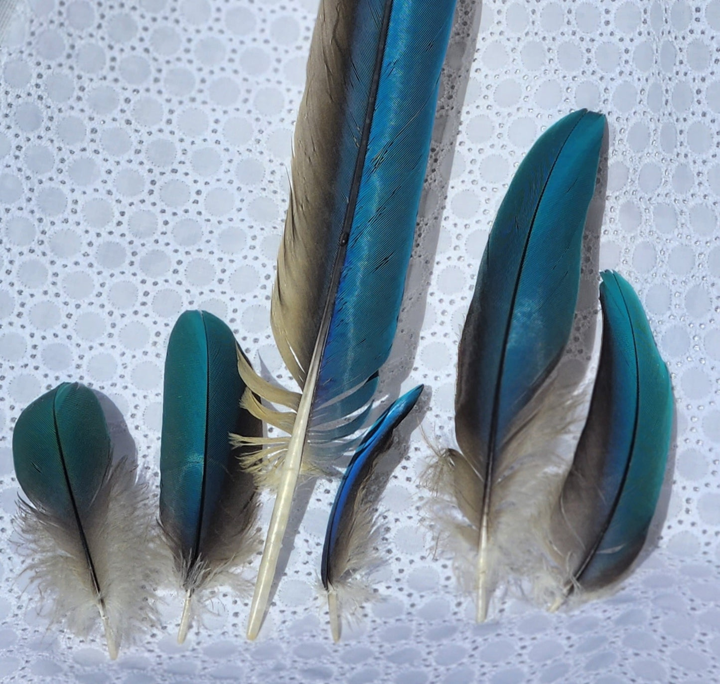 Blue and Gold Macaw Feather