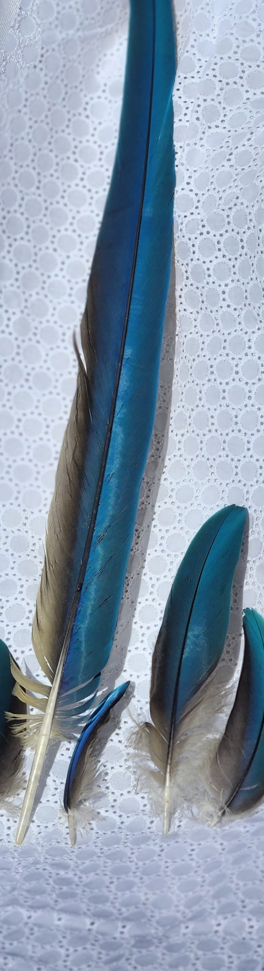 Blue and Gold Macaw Feather